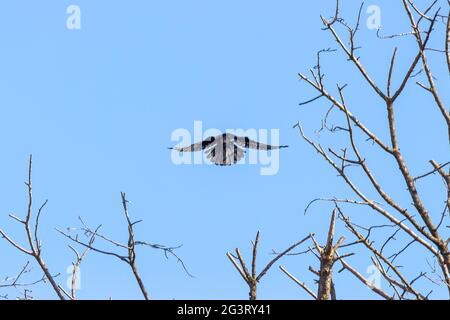 Gros plan d'un rook (Corvus frugilegus) dans le vol Banque D'Images