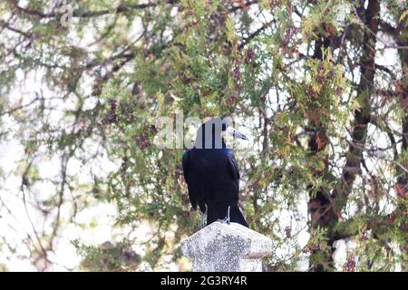 Gros plan d'un rook (Corvus frugilegus) perché sur une pierre Banque D'Images