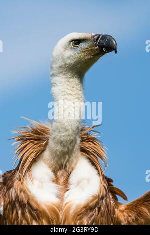 Vautour fauve (Gyps fulvus), portrait Banque D'Images