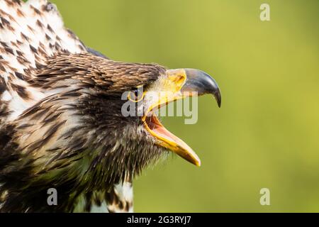 Aigle à tête blanche d'Amérique (Haliaeetus leucocephalus), femelle avec plumage juvénile, trois ans, portrait avec bec ouvert Banque D'Images