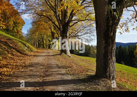 Route bordée d'arbres avec des érables de couleur automnale sur les alpes souabes Banque D'Images