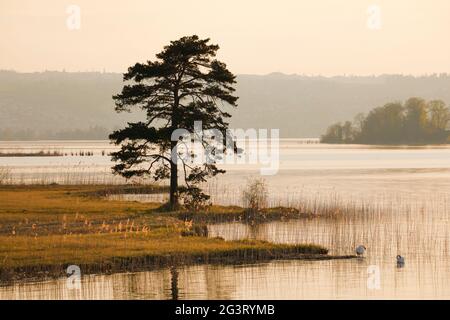 PIN (Pinus spec.), grand pin en contre-jour au lac Zuerich près de Hurden, Suisse, Berner Alpen Banque D'Images