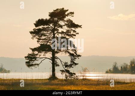 PIN (Pinus spec.), grand pin en contre-jour au lac Zuerich près de Hurden, Suisse, Berner Alpen Banque D'Images