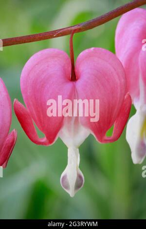 Coeur saignant commun (Dicentra spectabilis, Lamprocapnos spectabilis), fleur Banque D'Images