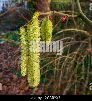 Noisette commune (Corylus avellana), brousse de noisette en hiver, chatons mal (jaune) et fleurs femelles (rouge), Allemagne Banque D'Images