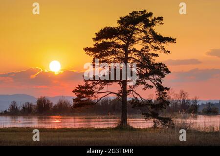 PIN (Pinus spec.), grand pin en contre-jour au lac Zuerich près de Hurden, Suisse, Berner Alpen Banque D'Images