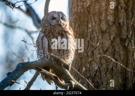 Hibou eurasien (Strix aluco), perché sur une branche, Suisse, Sankt Gallen Banque D'Images