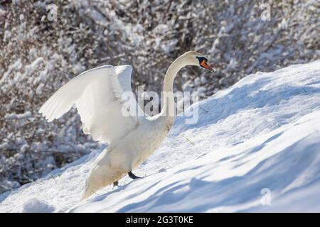 Mute Cygne (Cygnus olor), monter un slop dans une prairie enneigée, Suisse, Sankt Gallen Banque D'Images