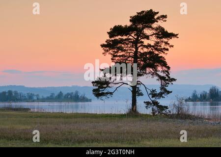 PIN (Pinus spec.), grand pin en contre-jour au lac Zuerich près de Hurden, Suisse, Berner Alpen Banque D'Images