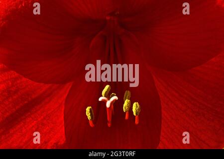 amaryllis (Hippeastrum hybride), gros plan d'une fleur Banque D'Images