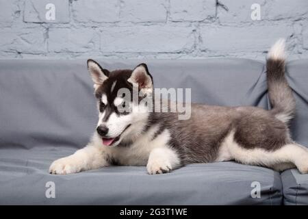 Chien Actif Drole Husky Chiot Noir Et Blanc Trois Mois S Amuser Sur Le Canape A La Maison Dans Le Salon Chien Bebe Femelle Siberian Husky Dans Photo Stock Alamy