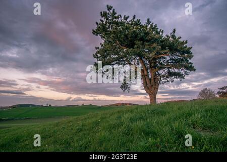 Arbre solitaire sur prairie dans la campagne vallonnée avec des nuages de pluie sombres sur le ciel, Eifel, Allemagne Banque D'Images