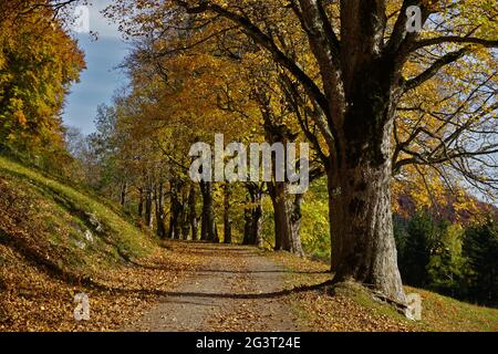 Route bordée d'arbres avec des érables de couleur automnale sur les alpes souabes Banque D'Images