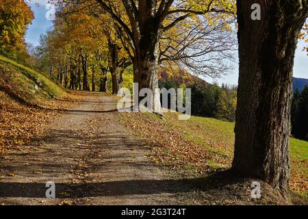 Route bordée d'arbres avec des érables de couleur automnale sur les alpes souabes Banque D'Images