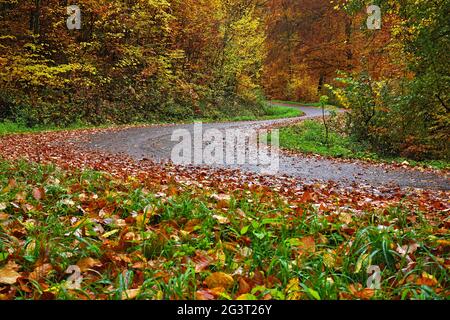 Risque d'accident ; risque de glissade sur des routes humides recouvertes de feuilles d'automne Banque D'Images