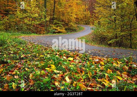 Risque d'accident ; risque de glissade sur des routes humides recouvertes de feuilles d'automne Banque D'Images