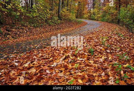 Risque d'accident ; risque de glissade sur des routes humides recouvertes de feuilles d'automne Banque D'Images