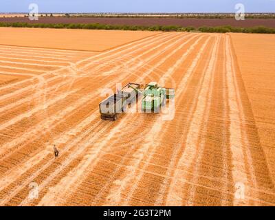 La récolteuse décharge la récolte dans un tombereau. Vue aérienne Banque D'Images