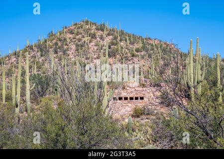 Une longue et mince de Saguaro cactus Saguaro National Park, Arizona Banque D'Images