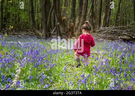 Les jeunes enfants se promeuneront dans une forêt luxuriante de bluebell au printemps Banque D'Images