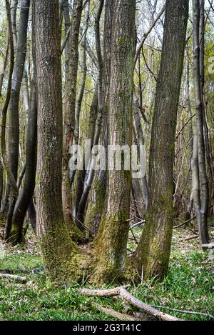 Grands arbres en copiqués dans une forêt du Kent, Angleterre, Royaume-Uni. Banque D'Images