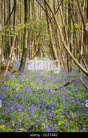 Prairie de cloches sous les arbres dans une forêt anglaise Banque D'Images