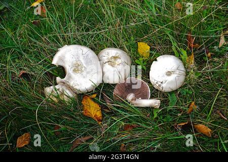 Cheval agaricus, champignon des prairies Banque D'Images