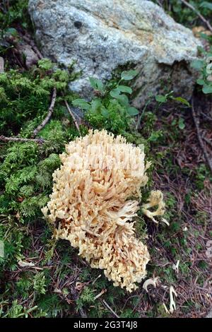 Mycète beige corail (spécifications Ramaria) Banque D'Images