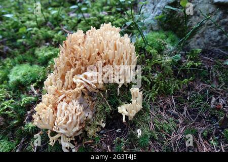 Mycète beige corail (spécifications Ramaria) Banque D'Images