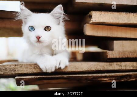 Un charmant chaton blanc avec hétérochromie est assis sur les planches. Banque D'Images