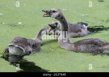 Les oies du Canada dans l'eau natation sur des algues combattant Branta canadensis Banque D'Images