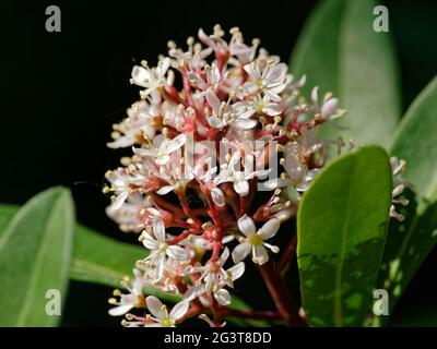 Skimmia à fleurs japonaises Banque D'Images