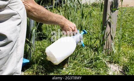 Une personne est courbée en appliquant Weed Killer Banque D'Images