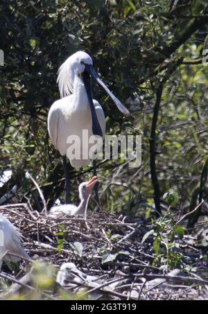 Spoonbill, Texel, pays-Bas Banque D'Images