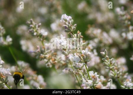 un bourdon arrivant sur quelques fleurs blanches Banque D'Images