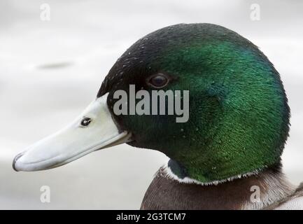 Canard colvert, Cologne, NRW, Aachener Weiher, Rhénanie, Allemagne Banque D'Images