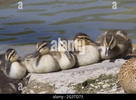 Canard colvert, Cologne, NRW, Aachener Weiher, Rhénanie, Allemagne Banque D'Images