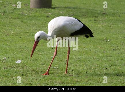 White Stork, Havelland, Brandebourg, Allemagne de l'est Banque D'Images