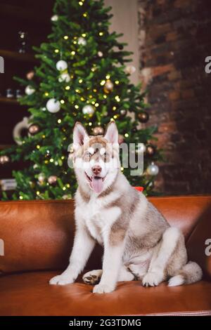 Jeune chiot mignon de la race de chien Husky sibérien mâle jouant et se reposant sur un canapé marron dans la salle de design européen classique, décorée Banque D'Images