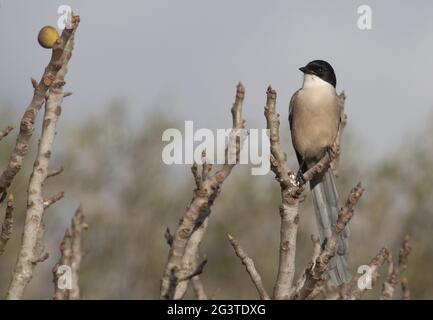 Magpie bordée d'azur, Parc national Coto de doñana, Espagne Banque D'Images