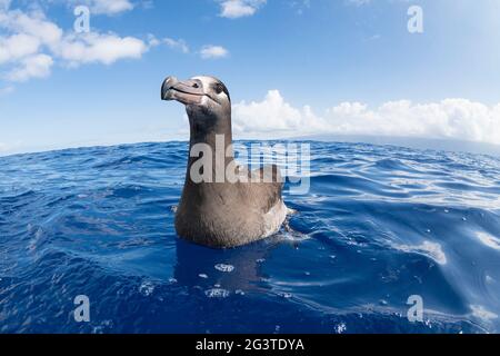 Albatros à pieds noirs, Phoebastria nigripes, flottant dans l'océan au large de South Kona, Hawaii Island ( la Grande île ) Hawaii, États-Unis ( Central Pacific Ocean ) Banque D'Images