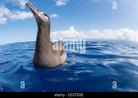 Albatros à pieds noirs, Phoebastria nigripes, flottant dans l'océan au large de South Kona, Hawaii Island ( la Grande île ) Hawaii, États-Unis ( Central Pacific Ocean ) Banque D'Images