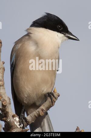 Magpie bordée d'azur, Parc national Coto de doñana, Espagne Banque D'Images