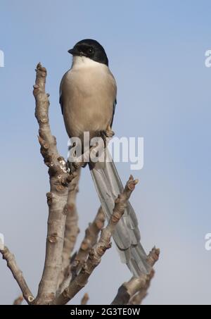 Magpie bordée d'azur, Parc national Coto de doñana, Espagne Banque D'Images