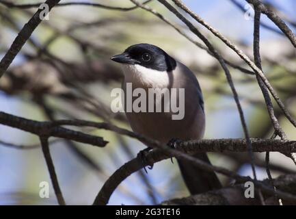 Magpie bordée d'azur, Parc national Coto de doñana, Espagne Banque D'Images