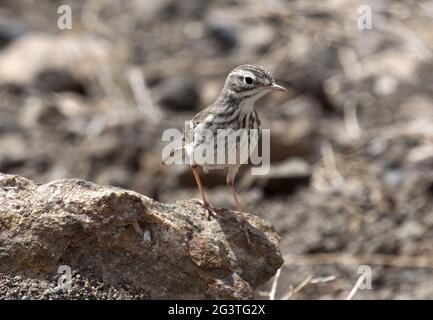 Pipit de Berthelot, Fuerteventura, Islande des Canaries, Espagne Banque D'Images