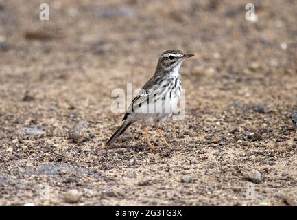 Pipit de Berthelot, Fuerteventura, Islande des Canaries, Espagne Banque D'Images