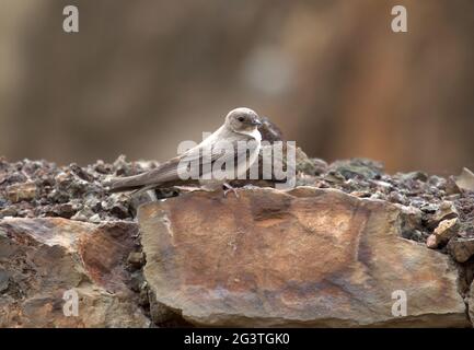 Crag Martin, Mina de São Domingos, Portugal Banque D'Images