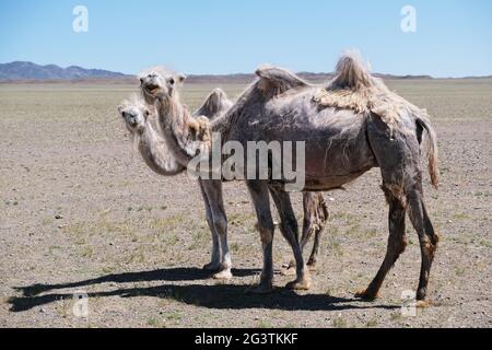 Un chameau dans le désert de la Mongolie occidentale Banque D'Images