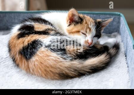 Caillé chaton dormant sur son lit au soleil Banque D'Images